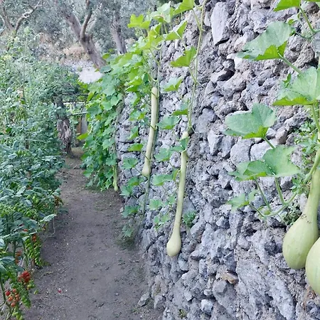 Sea View House With Lemon Grove In Atrani *